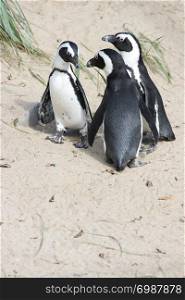 A group of Humboldt penguins (Spheniscus humboldti). Eine Gruppe Humboldt-Pinguine (Spheniscus humboldti)