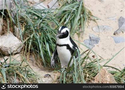 A group of Humboldt penguins (Spheniscus humboldti). Eine Gruppe Humboldt-Pinguine (Spheniscus humboldti)