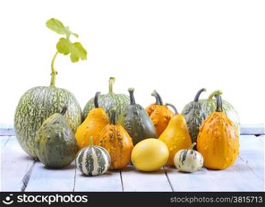 A group of isolated pumpkins on white background.