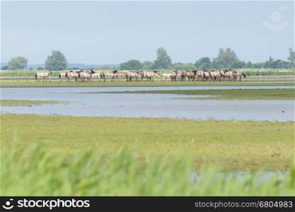 A group of Konik horses in the cold dutch landscape