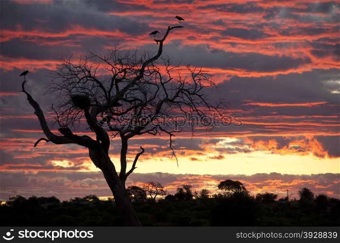 A group of Marabou Storkes (Leptoptilos crumeniferus) roosting in a dead tree at sunset in the Chobe River area of Botswana.