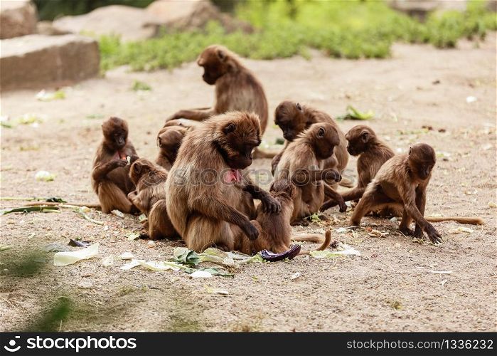 A group of monkeys macaques on the ground in the park in their daily life.. A group of monkeys macaques on the ground in the park in their daily life