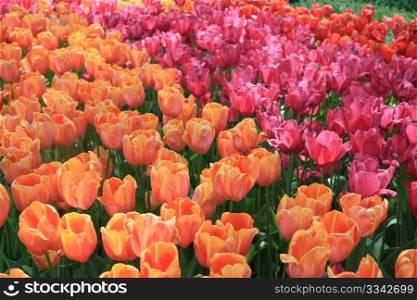A group of orange, red and pink tulips in a field