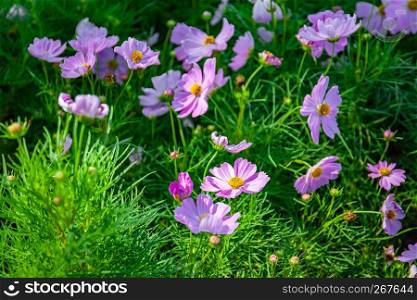 A group of pink cosmos flower blooming in the garden, Beauty in the nature.