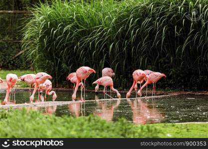 A group of pink flamingos hunting in the pond, Oasis of green in urban setting, flamingo.. A group of pink flamingos hunting in the pond, Oasis of green in urban setting, flamingo