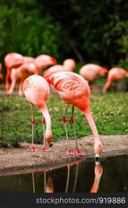 A group of pink flamingos hunting in the pond, Oasis of green in urban setting, flamingo.. A group of pink flamingos hunting in the pond, Oasis of green in urban setting, flamingo