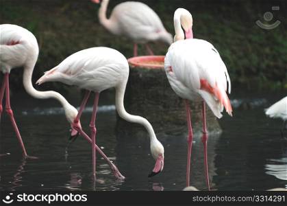 A group of pink flamiongos at the local zoo