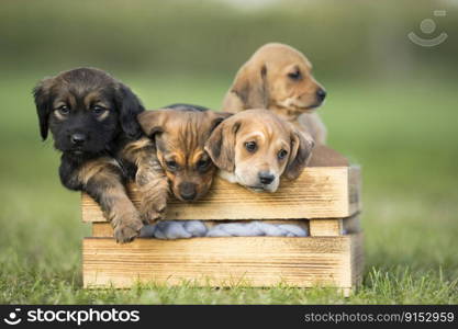 A group of puppies in a wooden crate on the grass