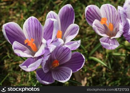 A group of purple and white crocuses in close up