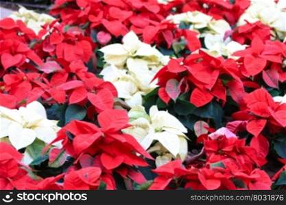 A group of red and white poinsettia, the christmas plant