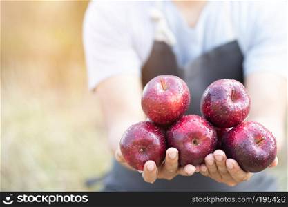 A group of red apples that are fresh and spray drop water in hand holding. The output of the gardeners. Prepare product packs for delivery to customers.