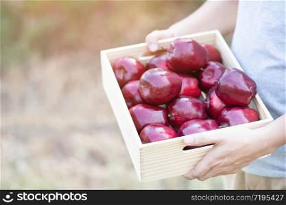 A group of red apples that are fresh in a box wooden crate.The output of the gardeners. Prepare product packs for delivery to customers.