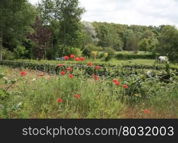 A group of red poppies in a field