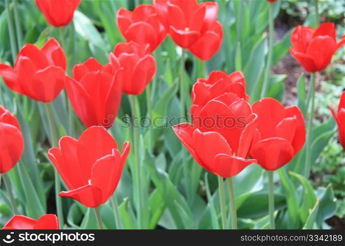 A group of red tulips in a field