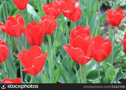 A group of red tulips in a field