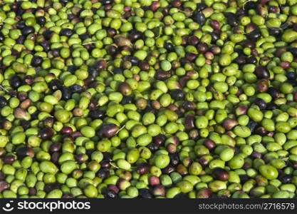a group of ripe olives ready to be processed into oil