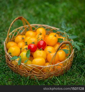 A group of ripe red and yellow cherry tomatoes in a wicker basket on grass. A group of ripe red and yellow cherry tomatoes