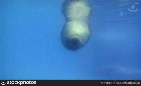 A group of seal swimming under water