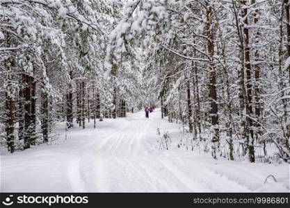 A group of skiers in a beautiful snow-covered forest on a frosty day, Russia.