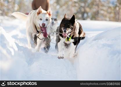 A group of sled dogs running fast