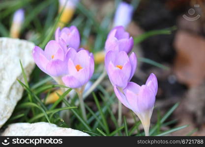 A group of small purple crocuses