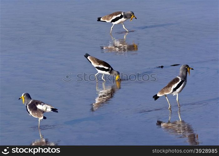 A group of the rare African Wattled Lapwing (Vanellus senegallus) on the Chobe River in northern Botswana.