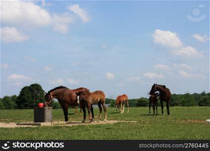 A group of thoroughbred horses at a farm in Kentucky, USA