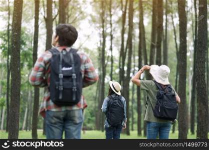A group of travelers walking and looking into a beautiful pine woods