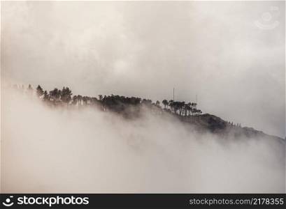 a group of trees in nature on a mountain disappear behind the clouds. a group of trees in he clouds