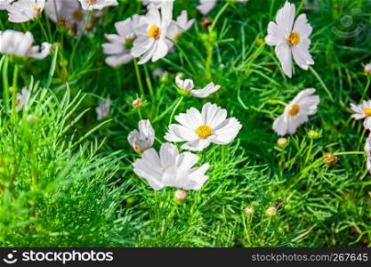 A group of white cosmos flower blooming in the garden, Close-up.