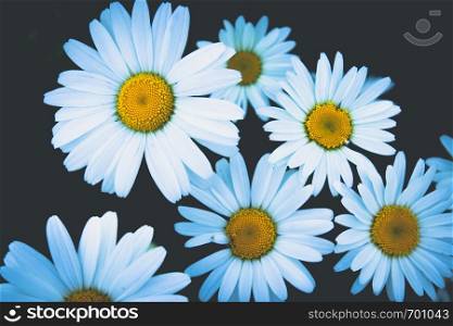 A group of white daisy flowers. Close-up.. A group of white daisy flowers.