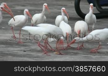 A group of white ibises race to catch pieces of bread being thrown to them
