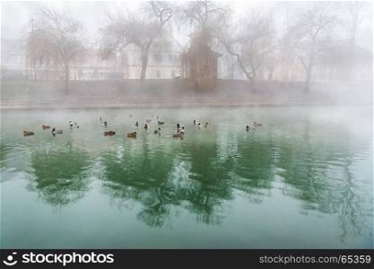 A group of wild ducks sitting on the river Ljubljanica, that crosses the capital of Slovenia, Ljubljana and has an amazing green color. Everything surrounded by mist.
