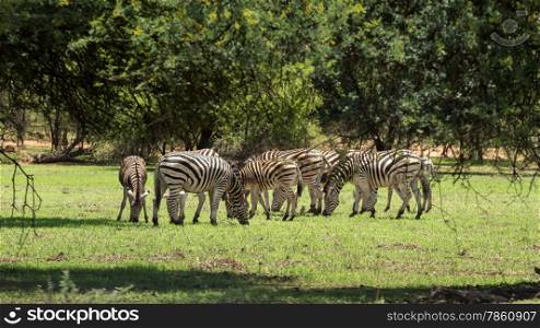 A group of Zebras grazing at the Gaborone Game Reserve in Gaborone, Botswana