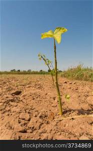 A growing Jatropha seedling planted arid dry lands of West Africa