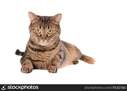 A Grumpy Looking Tabby Cat Laying on a White Background