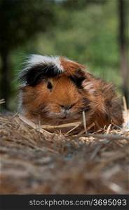 A guinea pig on some straw