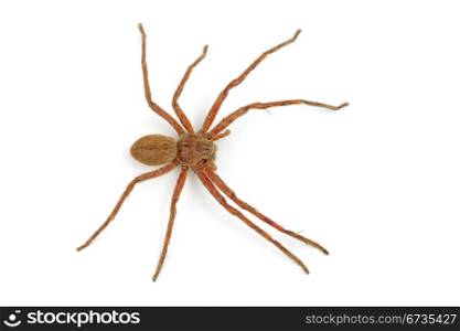 A hairy African rain spider (Palystes spp.) on white