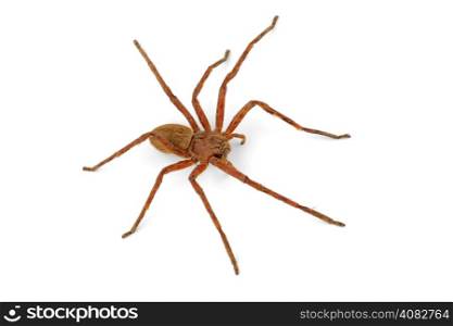 A hairy African rain spider (Palystes spp.) on white&#xD;