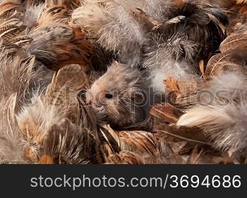 A hamster in a bed of feathers