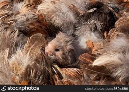 A hamster in a bed of feathers