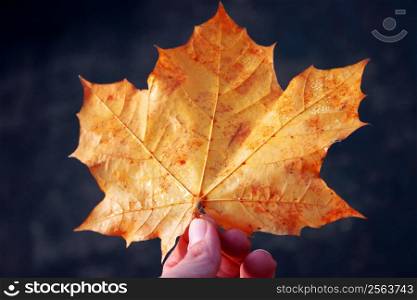 A hand holding an orange maple leaf