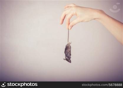 A hand is holding a dead mouse by it&rsquo;s tail