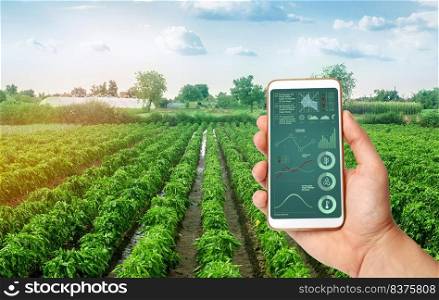 A hand is holding a smartphone with infographics on the background of plantations of sweet Bulgarian bell pepper. Farming. Cultivation, care and harvesting. agricultural products for sale.