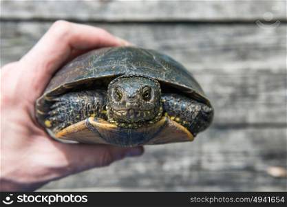 A hand with big pet turtle hided in shell on old wooden desk as background