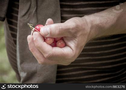 A handful of bright red sweet cherries in the hand of man, toned image in retro style