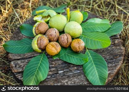 A handful of green young walnuts on a wooden background Nuts with shell and walnuts in green peel.. A handful of green young walnuts on a wooden background