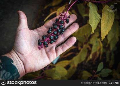 A handful of wild blueberries berries in children&rsquo;s palms. Small baby hands in large adult hands. The palms are stained with berry juice. The background is blurred.