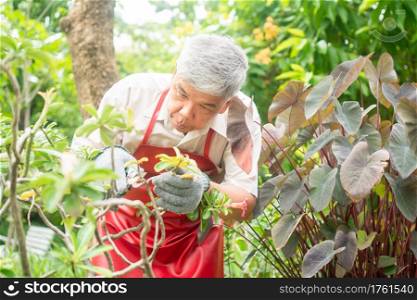 A happy and smiling Asian old elderly man is pruning twigs and flowers for a hobby after retirement in a home. Concept of a happy lifestyle and good health for seniors.