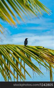A happy black bird sits on a branch of a green palm tree, in the shade of a palm tree. Exotic natural nature.